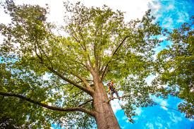 Trusted Cutlerville, MI Tree Removal Services Experts