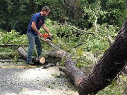 How Our Tree Care Process Works  in  Cutlerville, MI