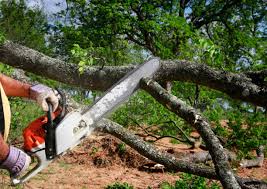 Best Tree Trimming and Pruning  in Cutlerville, MI