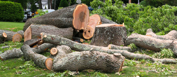 Best Commercial Tree Services  in Cutlerville, MI