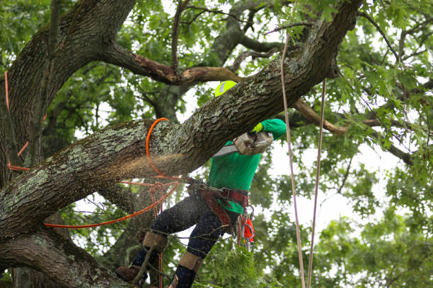 Best Root Management and Removal  in Cutlerville, MI