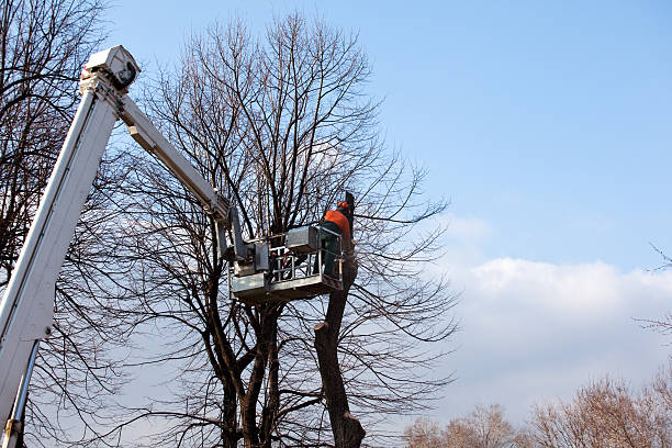 Best Utility Line Clearance  in Cutlerville, MI