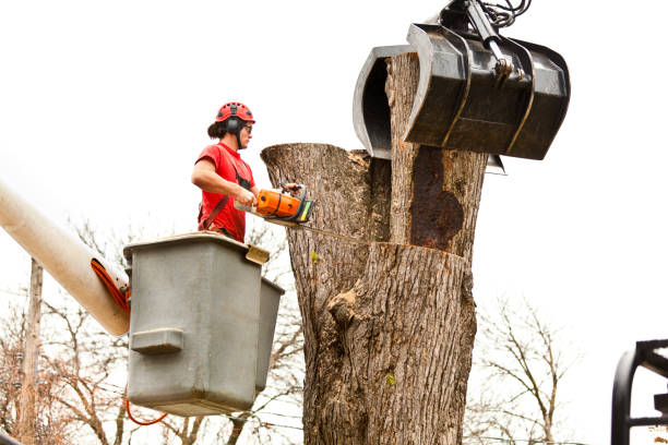 Best Tree Preservation Services  in Cutlerville, MI